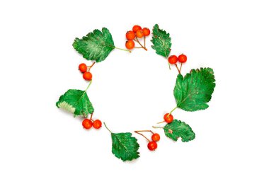 Sonbahar geldi. Yeşil kurumuş yapraklardan yapılmış çerçeve, beyaz arka planda izole edilmiş portakal meyveleri. Sonbahar, sonbahar konsepti