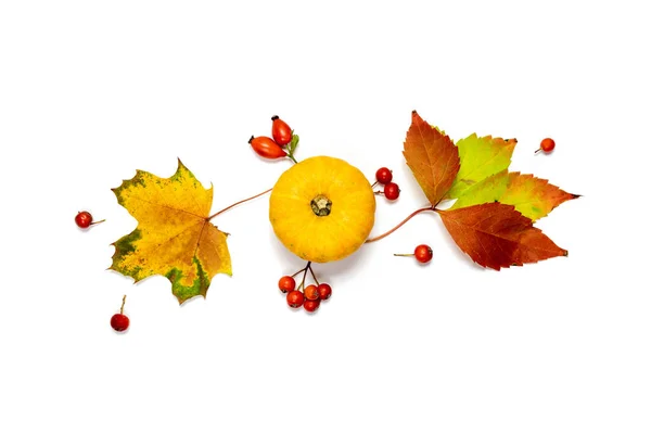 いい秋だ 秋の自然食品 オレンジカボチャの収穫 秋の乾燥葉 白い背景に孤立したローワンベリー フラットレイアウト トップビュー コピースペース — ストック写真