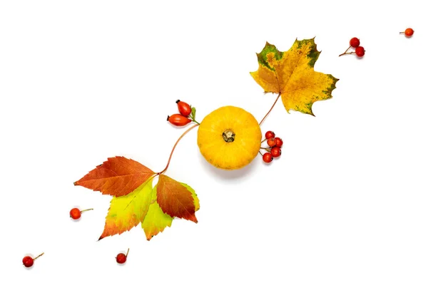 Sonbahar Modası Doğal Yiyecek Portakal Kabağıyla Hasat Kurumuş Yapraklar Beyaz — Stok fotoğraf