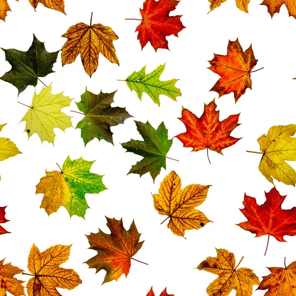Bladpatroon Naadloos Kleurrijk Esdoorn Blad Seizoen Bladeren Vallen Achtergrond Herfst — Stockfoto