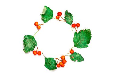 Sonbahar yaprakları düşer. Kurumuş yapraklar, yeşil yapraklar, turuncu meyveli Rowanlar beyaz arka planda izole edilmiş şekil çemberi. Yaratıcı Üst Görünüm düz sonbahar kompozisyonu