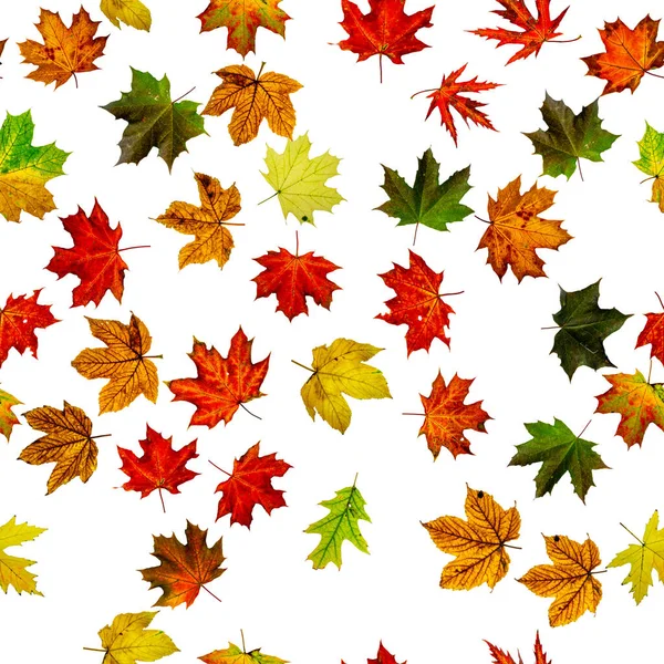 Nahtlose Tapete Herbst Gelb Rot Orangefarbenes Blatt Isoliert Auf Weiß — Stockfoto
