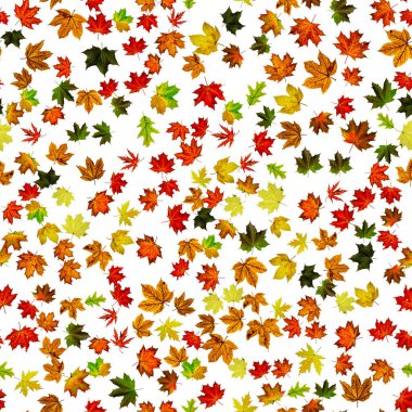 Sonbahar yaprakları arka plan. Sarı kırmızı, turuncu yaprak beyaza izole edilmiş. Renkli akçaağaç yaprağı. Mevsim yaprakları pürüzsüz desen arka planına düşer