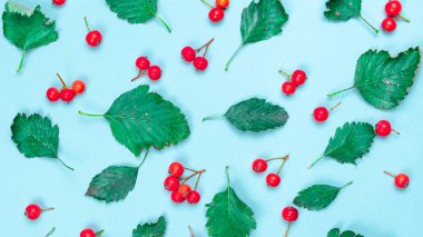 Akçaağaç yaprağı sonbaharı. Yeşil yapraklar, kuru yapraklar, pastel mavi arka planda izole edilmiş kırmızı meyveler, doğa deseni. Düz, üst görünüm, kare