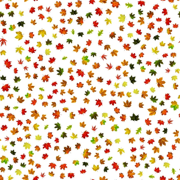 Blattmuster nahtlos. Bunte Ahornblätter. Laub der Saison fällt in den Hintergrund. Herbst gelb rot, orangefarbenes Blatt isoliert auf weiß. — Stockfoto