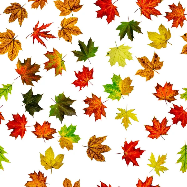 Fallblattrand. Laub der Saison fällt in den Hintergrund. Herbst gelb rot, orangefarbenes Blatt isoliert auf weiß. Bunte Ahorn nahtlose Muster Laub . — Stockfoto