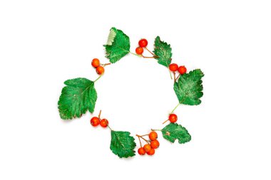 Sonbahar modası. Kurumuş yapraklar, yeşil yapraklar, turuncu meyveli Rowanlar beyaz arka planda izole edilmiş şekil çemberi. Metin için boş alan, üst görünüm, düz uzanma