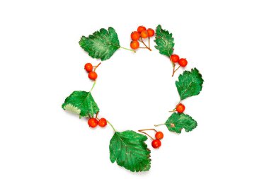 Sonbahar yaprağı dokusu. Kurumuş yeşil yapraklar, beyaz arka planda izole edilmiş turuncu meyveli Rowanlar. Doğal detayların bileşimi