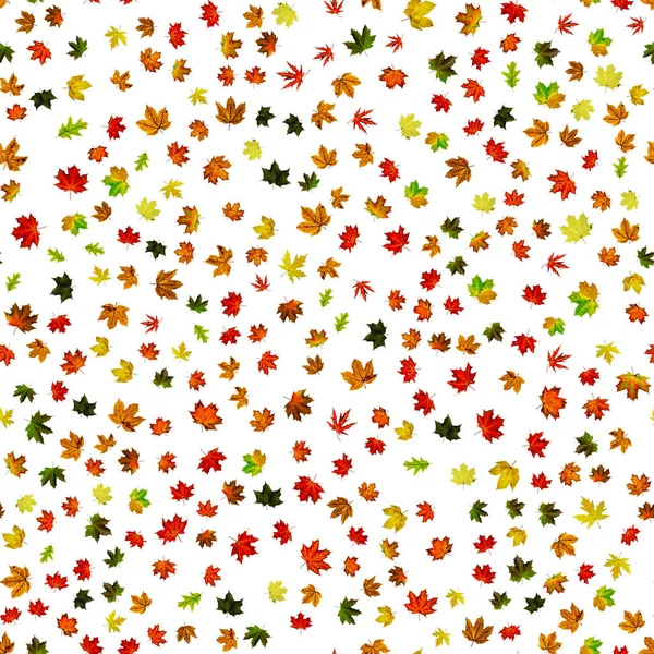 Fall leaf isolated. Season leaves fall background. Autumn yellow red, orange leaf isolated on white. Colorful maple foliage seamless pattern