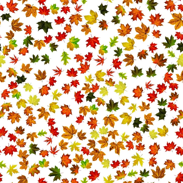 Autumn leaves background. Yellow red, orange leaf isolated on white. Colorful maple foliage. Season leaves fall on seamless pattern background