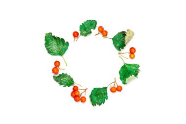 Akçaağaç yaprağı sonbaharı. Kurumuş yeşil yapraklar, beyaz arka planda izole edilmiş turuncu meyveli Rowanlar. Düz konum, üst görünüm, kare, kopyalama alanı