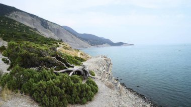 denizin kenarında kayanın üzerine yeşil ardıç ağacı
