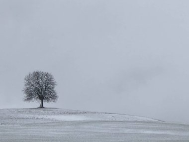 Gri kış gökyüzünde kar alanını yalnız küçük ağaç. Ağaç kış gri gökyüzü karşı silüeti.