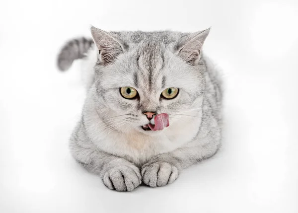 Onun yüzünü ön görünüm beyaz arka plan üzerinde izole gri Britanya ile ilgili stenografi kedi yalama.