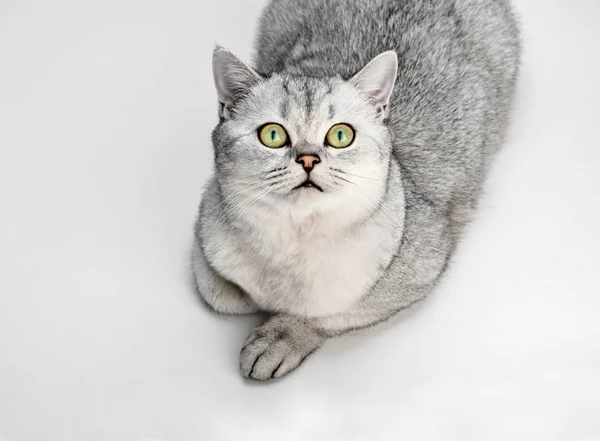 회색 영국 쇼트헤어 고양이의 초상화 찾고 고 흰색 배경에 고립. — 스톡 사진