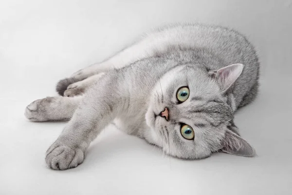 Portret van licht grijs Brits korthaar kat liggend op een witte achtergrond. — Stockfoto