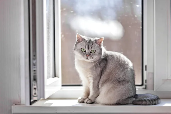 Gray British Shorthair cat is sitting on the window sill.