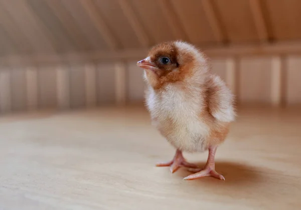 Small brown chicken on wooden background. Young bird