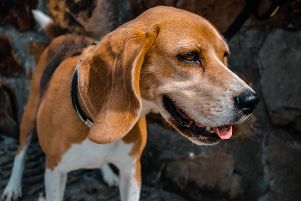 Cara Cão Beagle Sorrindo Pedras Parede Fundo — Fotografia de Stock