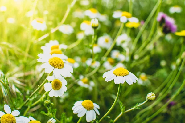 Ανθοφορίας Των Μαργαριτών Μάτσο Oxeye Daisy Leucanthemum Vulgare Κηπουρική — Φωτογραφία Αρχείου