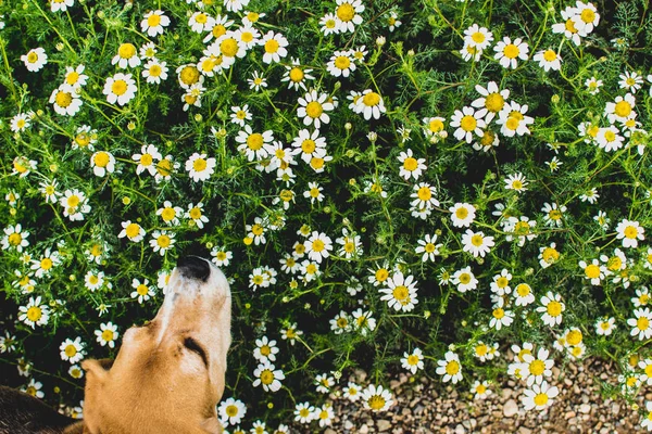 Fundo Margaridas Floridas Cão Beagle Cheirar Mal Leucântemo Vulgar — Fotografia de Stock