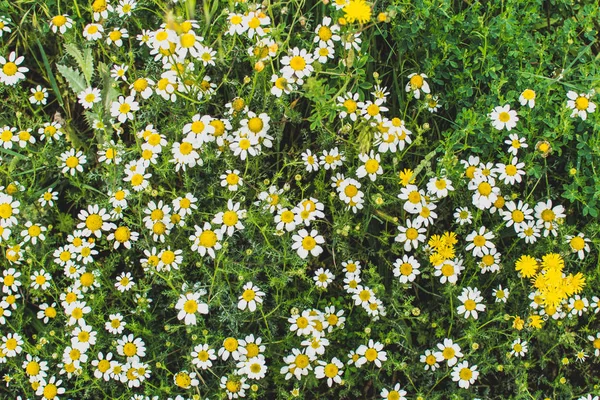 Background Flowering Daisies Bunch Oxeye Daisy Leucanthemum Vulgare Gardening — Stock Photo, Image