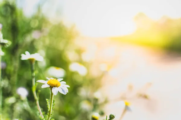 Daisy flowers by a path. Springtime background. Relaxing springtime walk path concept