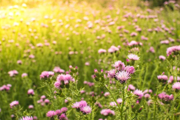 Thistle bahar güneş parlama ışık ile alan. Günbatımı.