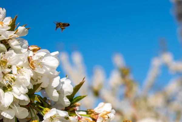 Bumblebee Cherry'yi tozlaşmayı çiçekleri baharda çiçekler. Prunus avium üzerinde uçan arı. Tozlaşma ağaç.