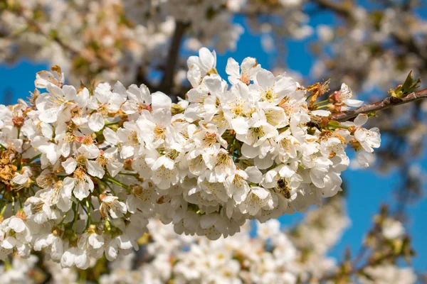 Bumblebee Cherry'yi tozlaşmayı çiçekleri baharda çiçekler. Prunus avium üzerinde uçan arı. Tozlaşma ağaç.