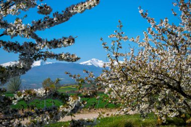 Karlı San Lorenzo dağ tepe kiraz ağacı dalları ve çiçekler arasında. La Rioja içinde teşekkürler.