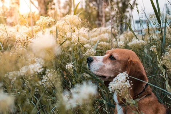 Cão Beagle Campo Flores Brancas Primavera Cenário Natureza — Fotografia de Stock