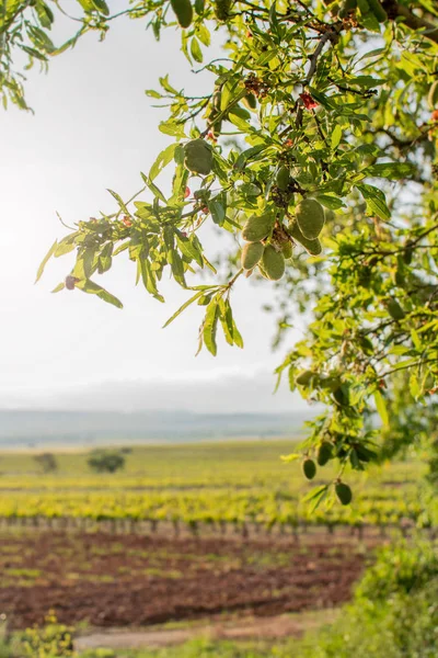 Almond tree with green almonds at sunset in spring. Crops background. Agriculture