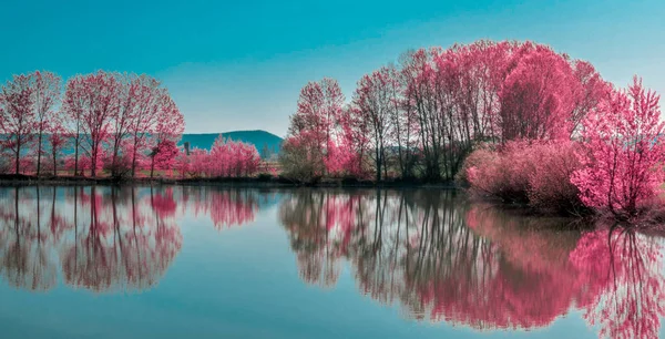 Bir güzel göl yansıma manzara kırmızı ya da pembe ağaçlara. İlkbahar sabah