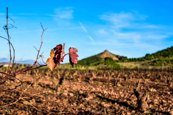 Branch and leaves of withered vineyard, in winter or autumn season. Illness phytopathology. Sick plant. La Rioja Spain