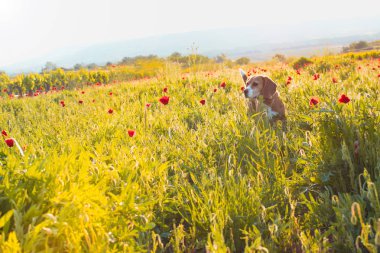 Kır çiçekleri ve haşhaş alanında Beagle köpek. Günbatımı bahar bakmak.