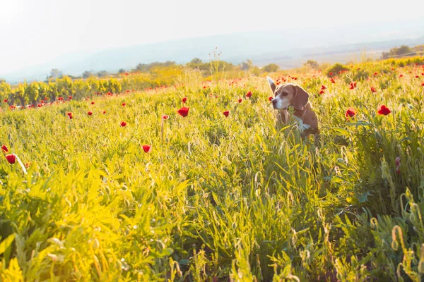 Kır çiçekleri ve haşhaş alanında Beagle köpek. Günbatımı bahar bakmak.