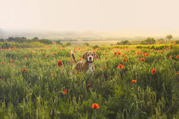 Cão Beagle Prado Flores Selvagens Papoilas Primavera Olhar — Fotografia de Stock