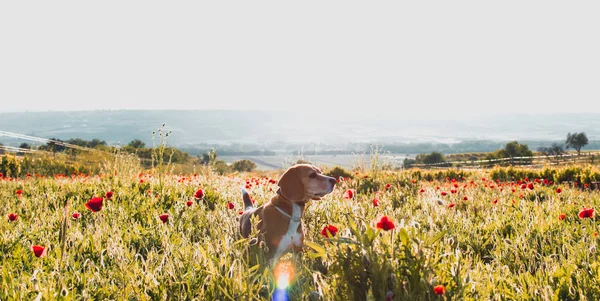 Cão Beagle Prado Flores Selvagens Papoilas Primavera Olhar Panorâmico Pôr — Fotografia de Stock