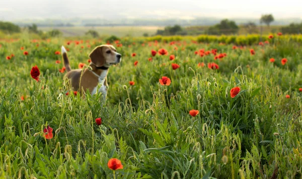 Bir çayır kır çiçekleri ve haşhaş odaklanmamış beagle köpek. Günbatımı bahar bakmak.