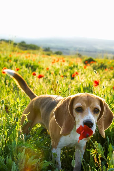 Beagle köpek bir çayır üzerinde haşhaş çiçek kokulu. Köpek, kır çiçekleri ve haşhaş