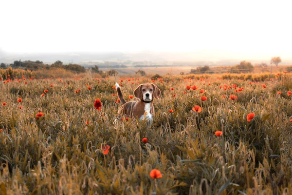 Cão Beagle Prado Flores Selvagens Papoilas Primavera Vintage Olhar — Fotografia de Stock