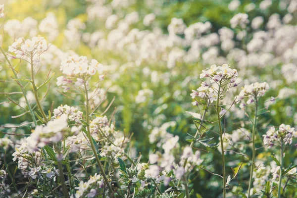 Λευκά λουλούδια στο λιβάδι την άνοιξη. Αγριολούλουδα σε χόρτο πεδίο. — Φωτογραφία Αρχείου