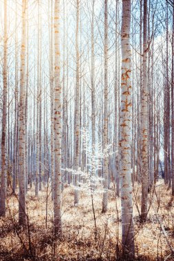 Badem ağacı çiçeği beyaz çiçekler ortasında bir orman ve şort ile.