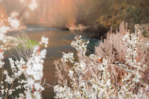 Πορτοκαλί πεταλούδα και Αμυγδαλιά με λευκά λουλούδια ανθισμένα στο τοπίο δίπλα στο ποτάμι. — Φωτογραφία Αρχείου