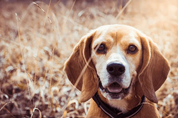 Retrato de raça pura cão beagle. Beagle fechar o rosto sorrindo. Cão feliz . — Fotografia de Stock