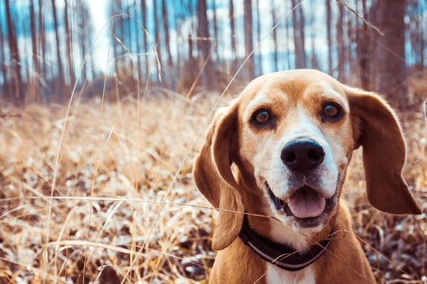Saf ırk beagle köpek portresi. Beagle yakın yüz gülümseyerek. Mutlu köpek.