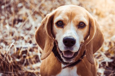 Saf ırk beagle köpek portresi. Beagle yakın yüz gülümseyerek. Mutlu köpek.