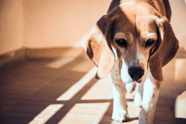 Terk edilmiş beagle köpek. Sokak köpeği hüzünlü gözleri.