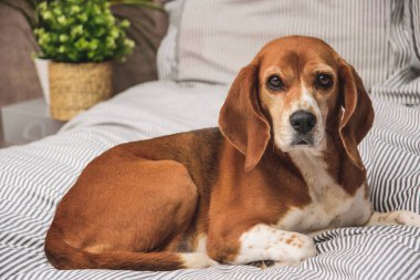 Köpek sahipleri yatakta veya kanepe. Tembel beagle köpek yorgun uyku veya uyanma. Köpek istirahati